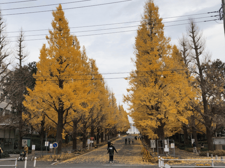 日吉 慶応大学前の銀杏並木